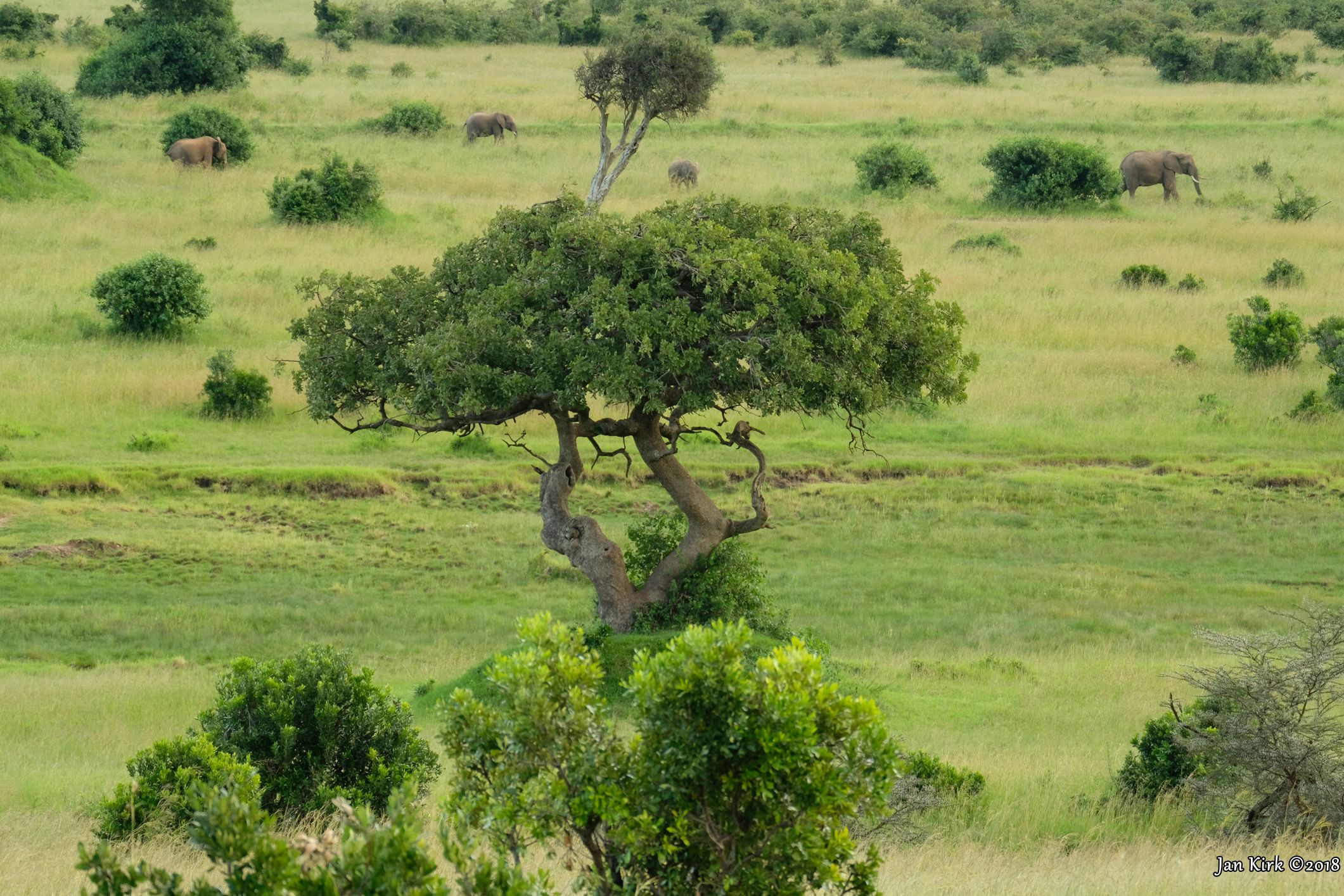 Landscapes of Masai Mara