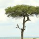 Masai Mara, Birds of Prey