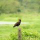 Masai Mara, Birds of Prey