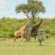 Herbivores of Masai Mara