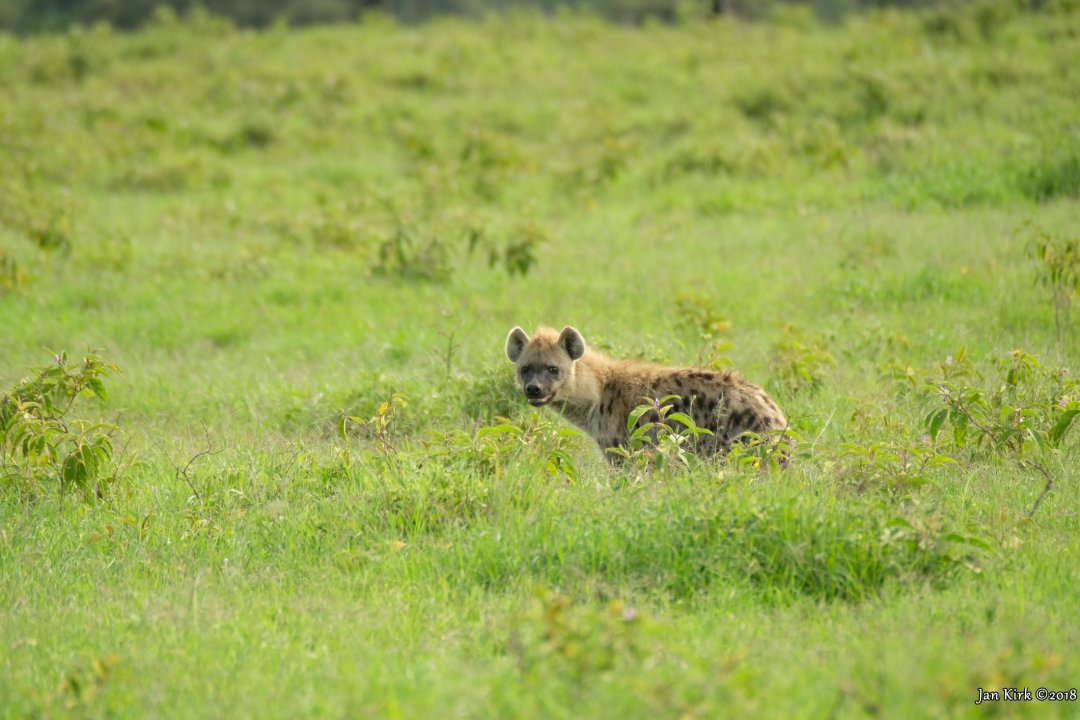 Masai Mara - Others